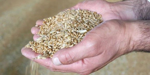 Buğday üretiminin 22 milyon tonu aşması bekleniyor