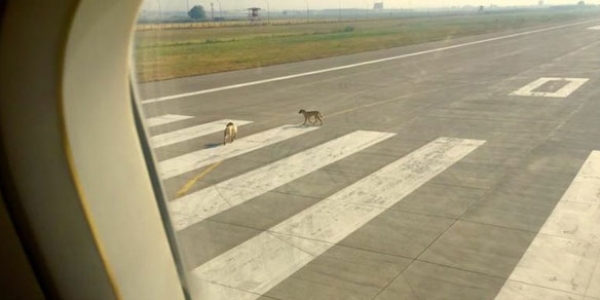 Piste çıkan köpekler uçağı pas geçirdi