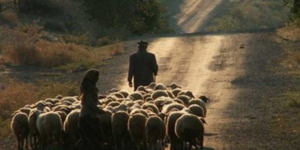 5 bin lira maaşla çoban aranıyor