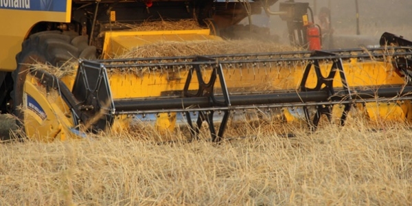 Arpa hasadı rekor kırıyor