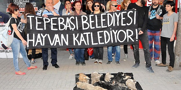 CHP'li belediyeye köpek leşi protestosu