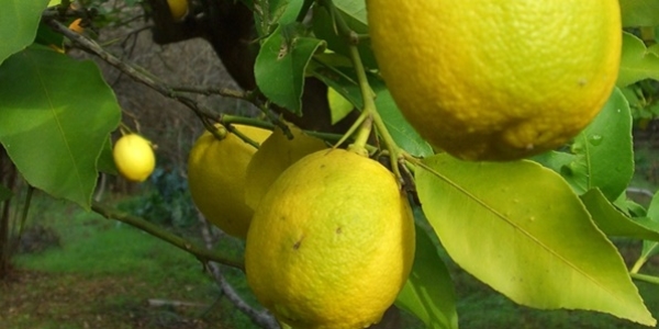 Mayısta zam şampiyonu limon