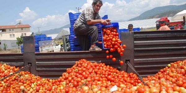 Domatesin kasası 2 TL'ye düştü