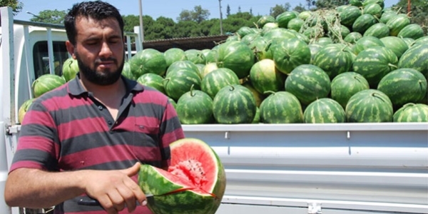 Antalya karpuzu 30 kuruşa alıcı bulamıyor!