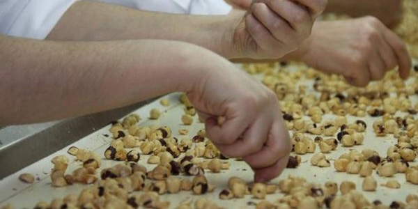 Fındıkta 'küllenme' hastalığı tehdidi