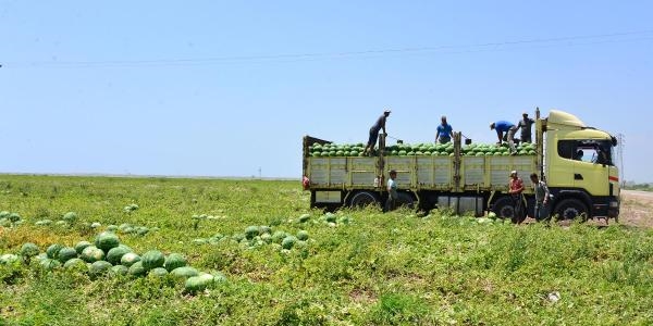 Karpuz fiyatı tarladan sonra halde de düştü