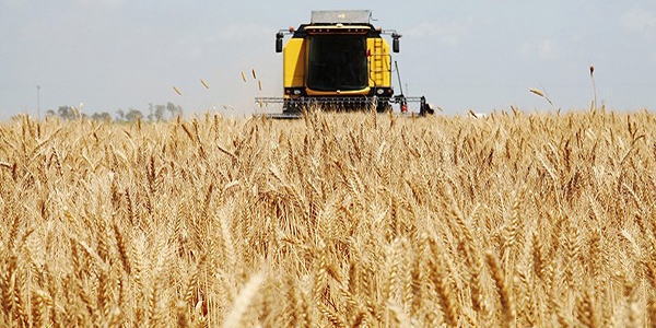 Bu�dayda TMO'nun 'taban fiyat�' bekleniyor