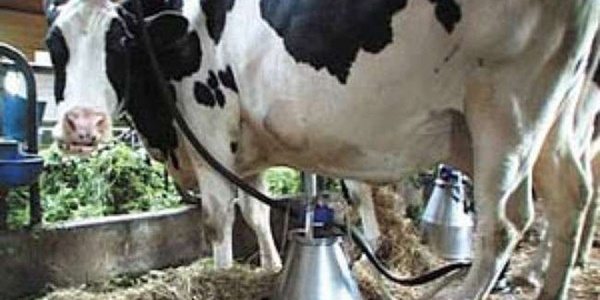 Süt sağarken elektrik çarpan genç öldü