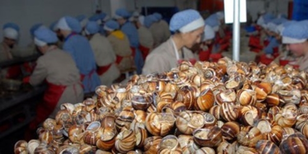 Liseliler 'salyangoz d��k�s�'ndan g�bre �retti