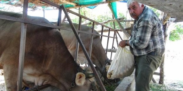 Patates 1 ay önce 5 liraydı şimdi hayvanlara yem oldu