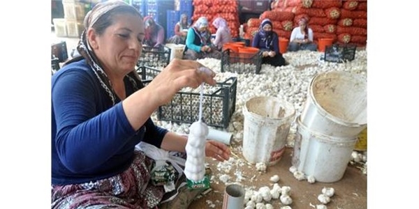 Sarımsak üreticileri sınır ticaretinden yana dertli