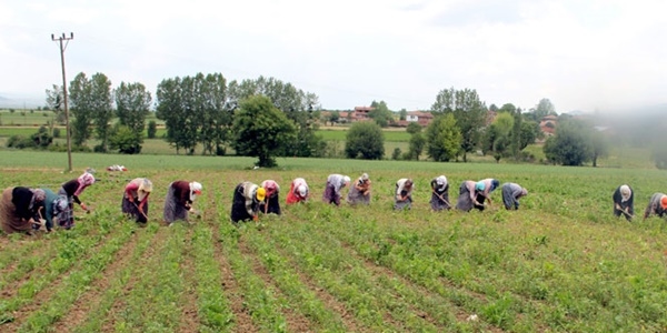 Sar�msa�� don vurdu!