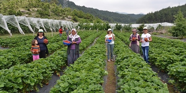 Balkona s�s olsun diye ald��� �ilek ge�im kayna�� oldu