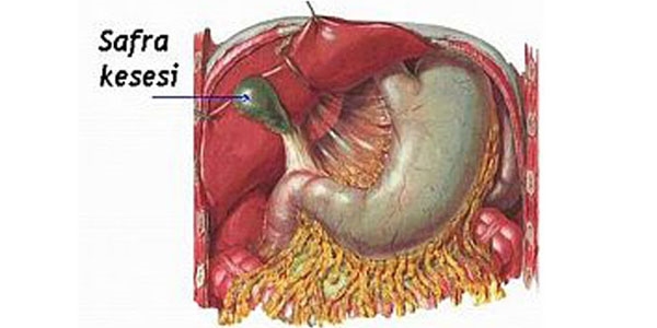 İşte safra kesesi hastalıklarının bilinmeyenleri
