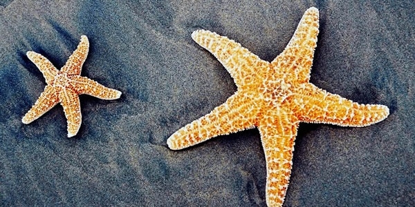 Daimi gen�li�in s�rr� denizy�ld�zlar�nda sakl�