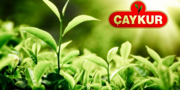 Çaykur, 230 bin ton yaş çay aldı