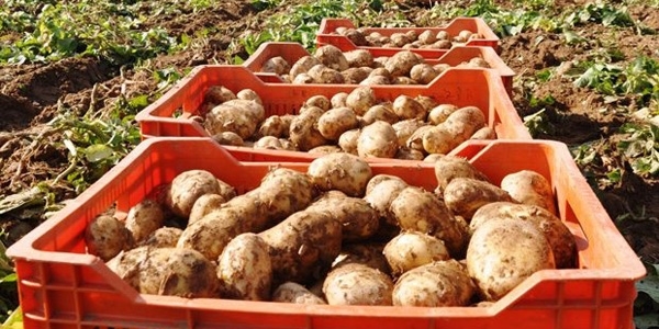 Patates fiyatları yeniden yükselişe geçti