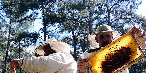 Türkiye'nin bal ihracatı 4 yılda katlandı