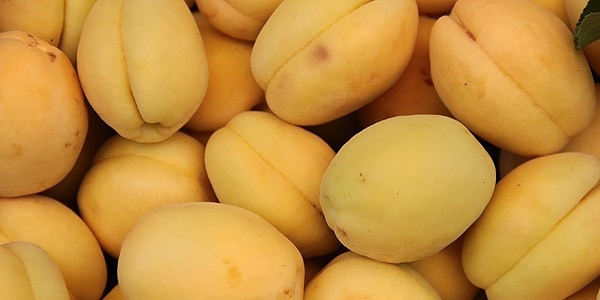 'Bu y�l kay�s� doya doya t�ketilecek'