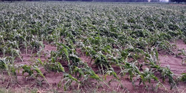 Aşırı yağış çiftçiyi 45 milyon TL zarara uğrattı