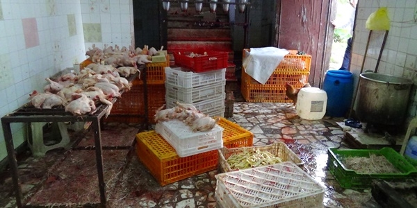 Ka�ak tavuk kesimi yapanlara operasyon