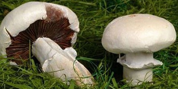 Mantar� tan�madan toplamay�n