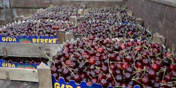 Ge�en sene 5 TL olan napolyon kiraz� bu sene 1 TL