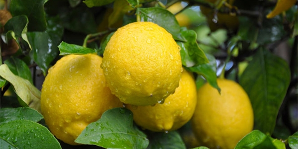 Limonun fiyatı surat ekşitiyor