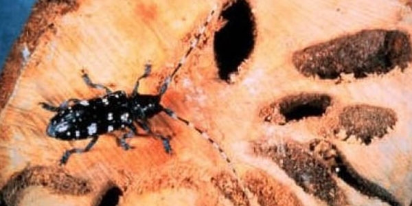 �stanbul'da a�a� yiyen b�cek alarm�