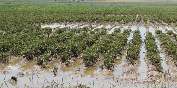 Baraj ana hatt� patlad� 200 d�n�m arazi sular alt�nda kald�