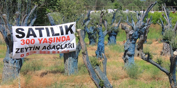 300 yıllık zeytin ağaçları 5 bin liraya alıcı buluyor