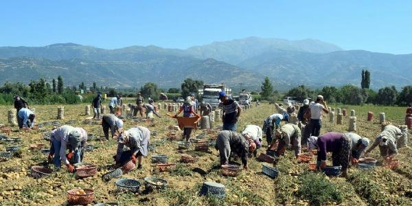 Patateste verim bol, fiyat makul