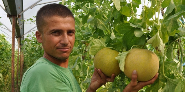 Kavun ve karpuz tarlada çürüyor