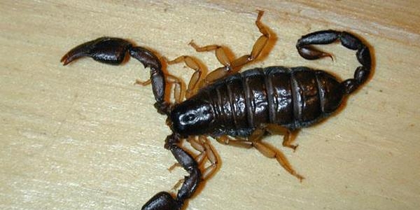 Akrebin soktu�u kad�n yo�un bak�ma al�nd�