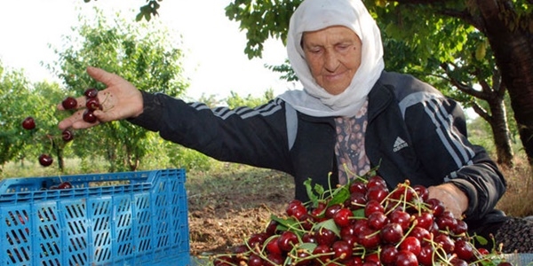 Gölpazarı kirazı dalında kaldı