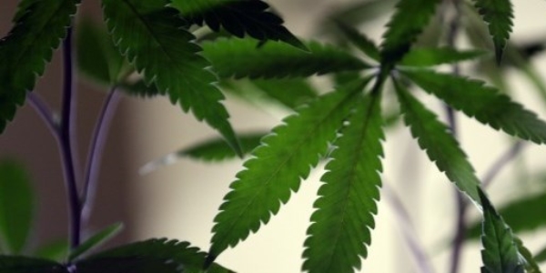 Marijuana kırıkların hızlı iyileşmesini sağlıyor