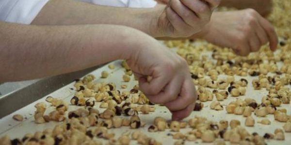 Yeni bir f�nd�k �e�idi tescillenmeyi bekliyor