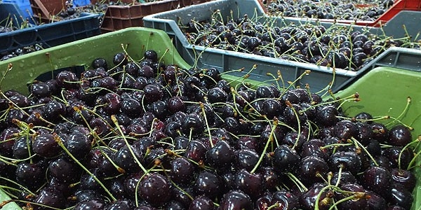 Ya��� ve Rusya'daki kriz 'T�rk kiraz�'n� vurdu