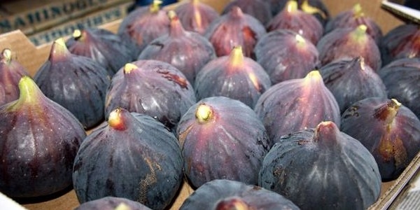 Yerli incirin kilosu 5 TL'den satılıyor