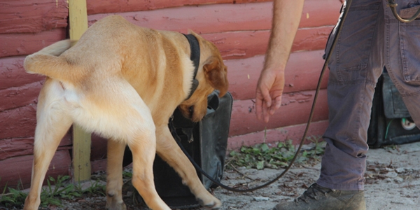 Bomba uzmanı K9 köpekleri hayat kurtarıyor