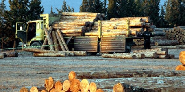 Tomruk altında kalan orman işcisi hayatını kaybetti