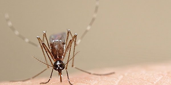 Sivrisinekler neden bazlarn srmaz?