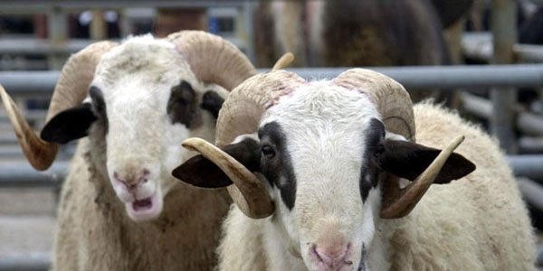 Kurban Hizmetleri Komisyonu geliyor