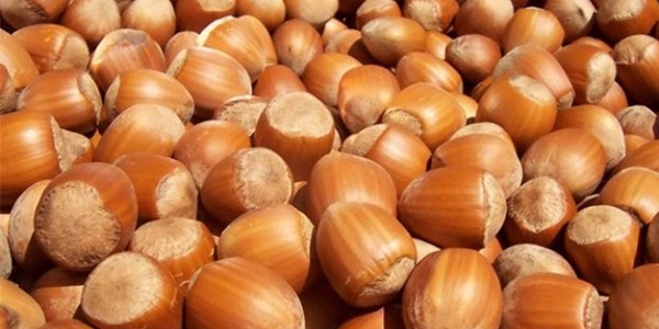 Fındık yeni sezonu 12 TL'den açıyor