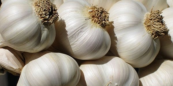 Ödüllü sarımsak, Cumhurbaşkanına hediye edilecek