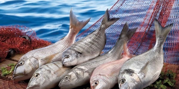 T�rk levrek ve �ipuras�na vergi tehdidi