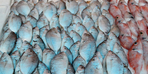 Bal�k fiyatlar� alt�n� sollad�