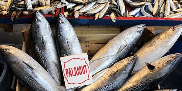 Palamut oltalara tak�lmaya ba�lad�