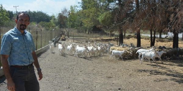 �niversitenin kurbanl�k ke�ileri