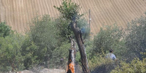 Soma'da zeytin ağaçları küle döndü